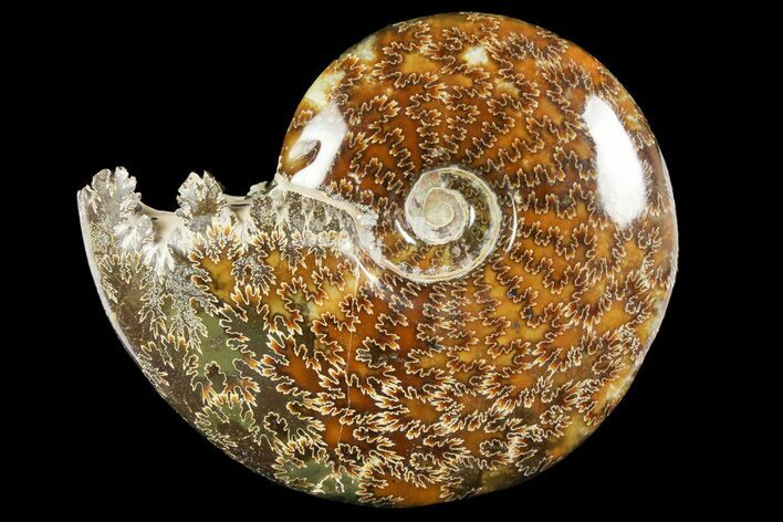Polished Ammonite (Cleoniceras) Fossil - Madagascar #158264